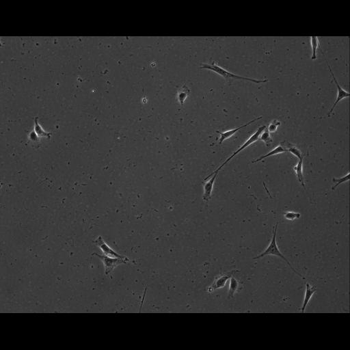  NCBI Organism:Mus musculus; Cell Types:permanent cell line cell Cell Components:cell, nucleus, extracellular matrix part; Biological process:localization, cellular localization, cell adhesion;