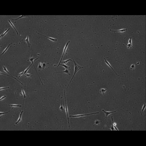  NCBI Organism:Mus musculus; Cell Types:permanent cell line cell Cell Components:cell, nucleus, extracellular matrix part; Biological process:localization, cellular localization, cell adhesion;