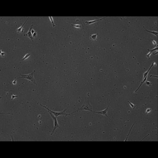  NCBI Organism:Mus musculus; Cell Types:permanent cell line cell Cell Components:cell, nucleus, extracellular matrix part; Biological process:localization, cellular localization, cell adhesion;