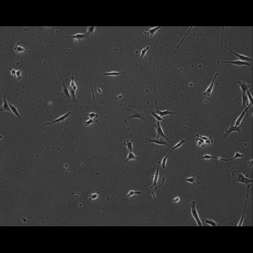  NCBI Organism:Mus musculus; Cell Types:permanent cell line cell Cell Components:cell, nucleus, extracellular matrix part; Biological process:localization, cellular localization, cell adhesion;