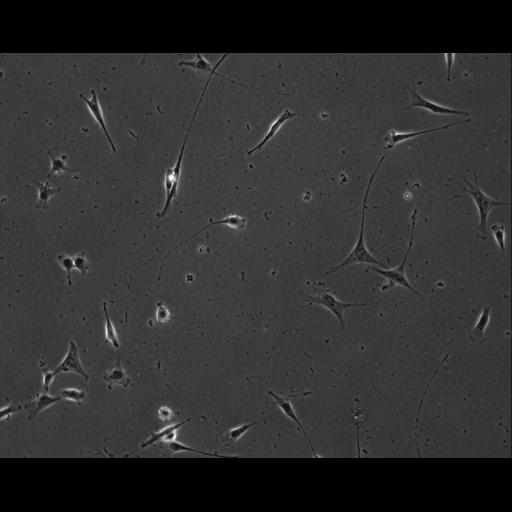  NCBI Organism:Mus musculus; Cell Types:permanent cell line cell Cell Components:cell, nucleus, extracellular matrix part; Biological process:localization, cellular localization, cell adhesion;