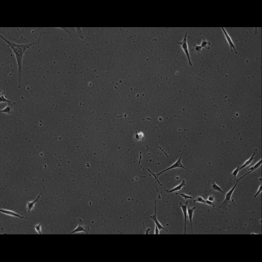  NCBI Organism:Mus musculus; Cell Types:permanent cell line cell Cell Components:cell, nucleus, extracellular matrix part; Biological process:localization, cellular localization, cell adhesion;