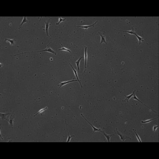  NCBI Organism:Mus musculus; Cell Types:permanent cell line cell Cell Components:cell, nucleus, extracellular matrix part; Biological process:localization, cellular localization, cell adhesion;