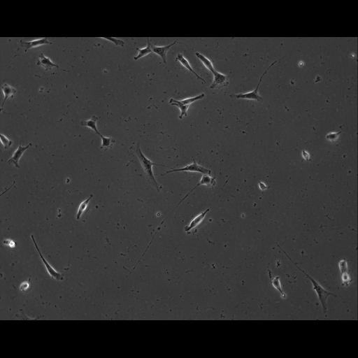  NCBI Organism:Mus musculus; Cell Types:permanent cell line cell Cell Components:cell, nucleus, extracellular matrix part; Biological process:localization, cellular localization, cell adhesion;