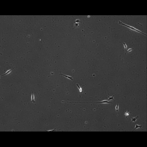  NCBI Organism:Mus musculus; Cell Types:permanent cell line cell Cell Components:cell, nucleus, extracellular matrix part; Biological process:localization, cellular localization, cell adhesion;