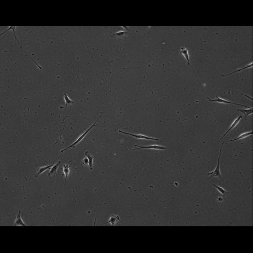  NCBI Organism:Mus musculus; Cell Types:permanent cell line cell Cell Components:cell, nucleus, extracellular matrix part; Biological process:localization, cellular localization, cell adhesion;