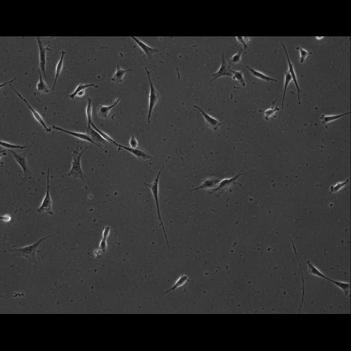  NCBI Organism:Mus musculus; Cell Types:permanent cell line cell Cell Components:cell, nucleus, extracellular matrix part; Biological process:localization, cellular localization, cell adhesion;