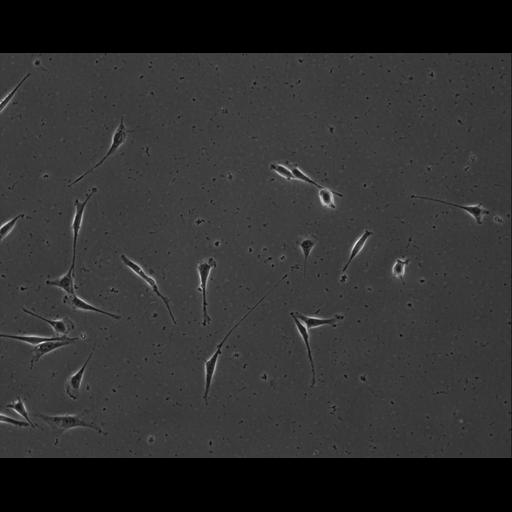  NCBI Organism:Mus musculus; Cell Types:permanent cell line cell Cell Components:cell, nucleus, extracellular matrix part; Biological process:localization, cellular localization, cell adhesion;