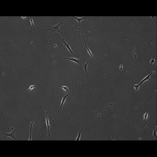  NCBI Organism:Mus musculus; Cell Types:permanent cell line cell Cell Components:cell, nucleus, extracellular matrix part; Biological process:localization, cellular localization, cell adhesion;