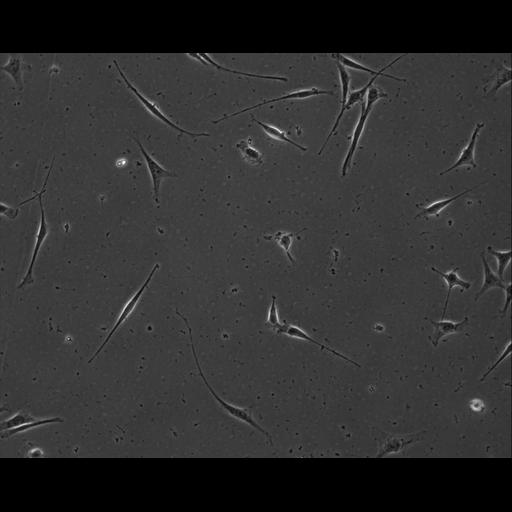  NCBI Organism:Mus musculus; Cell Types:permanent cell line cell Cell Components:cell, nucleus, extracellular matrix part; Biological process:localization, cellular localization, cell adhesion;