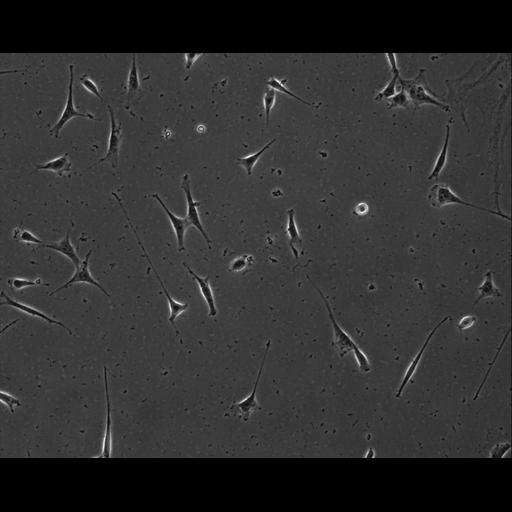  NCBI Organism:Mus musculus; Cell Types:permanent cell line cell Cell Components:cell, nucleus, extracellular matrix part; Biological process:localization, cellular localization, cell adhesion;