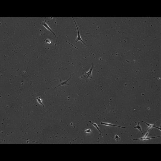  NCBI Organism:Mus musculus; Cell Types:permanent cell line cell Cell Components:cell, nucleus, extracellular matrix part; Biological process:localization, cellular localization, cell adhesion;