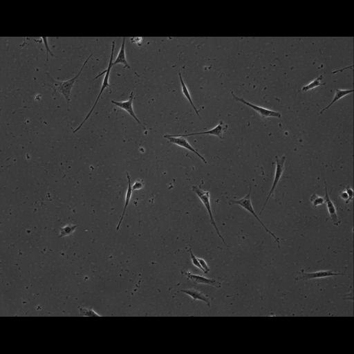  NCBI Organism:Mus musculus; Cell Types:permanent cell line cell Cell Components:cell, nucleus, extracellular matrix part; Biological process:localization, cellular localization, cell adhesion;