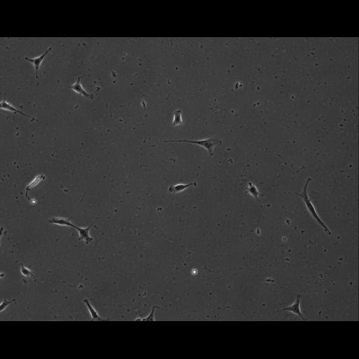  NCBI Organism:Mus musculus; Cell Types:permanent cell line cell Cell Components:cell, nucleus, extracellular matrix part; Biological process:localization, cellular localization, cell adhesion;