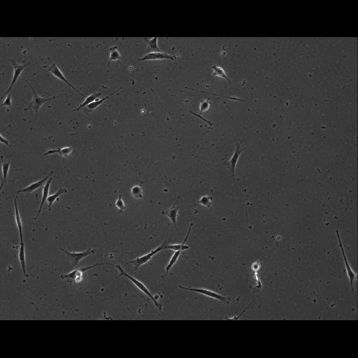  NCBI Organism:Mus musculus; Cell Types:permanent cell line cell Cell Components:cell, nucleus, extracellular matrix part; Biological process:localization, cellular localization, cell adhesion;