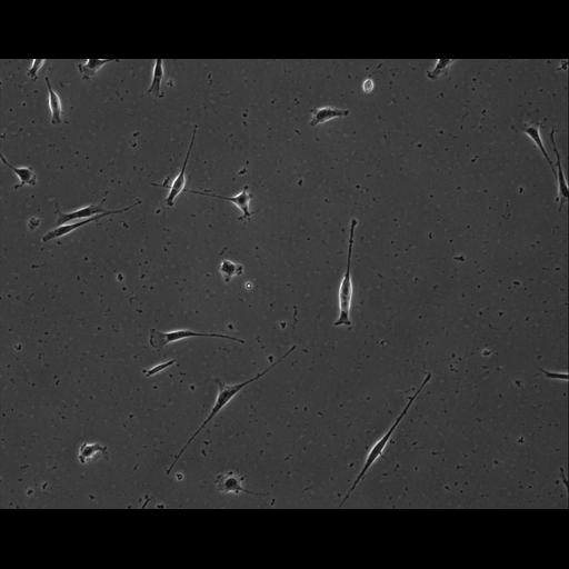  NCBI Organism:Mus musculus; Cell Types:permanent cell line cell Cell Components:cell, nucleus, extracellular matrix part; Biological process:localization, cellular localization, cell adhesion;