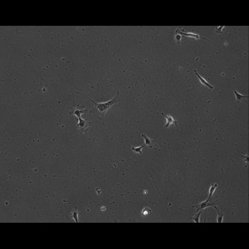  NCBI Organism:Mus musculus; Cell Types:permanent cell line cell Cell Components:cell, nucleus, extracellular matrix part; Biological process:localization, cellular localization, cell adhesion;