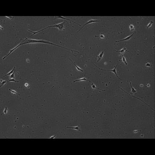  NCBI Organism:Mus musculus; Cell Types:permanent cell line cell Cell Components:cell, nucleus, extracellular matrix part; Biological process:localization, cellular localization, cell adhesion;