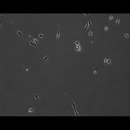  NCBI Organism:Mus musculus; Cell Types:permanent cell line cell Cell Components:cell, nucleus, extracellular matrix part; Biological process:localization, cellular localization, cell adhesion;