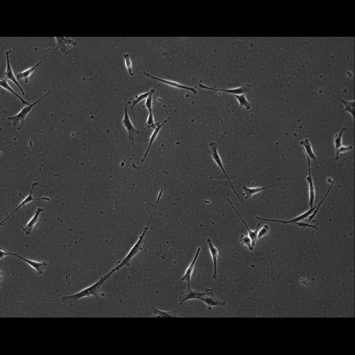  NCBI Organism:Mus musculus; Cell Types:permanent cell line cell Cell Components:cell, nucleus, extracellular matrix part; Biological process:localization, cellular localization, cell adhesion;