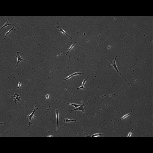  NCBI Organism:Mus musculus; Cell Types:permanent cell line cell Cell Components:cell, nucleus, extracellular matrix part; Biological process:localization, cellular localization, cell adhesion;