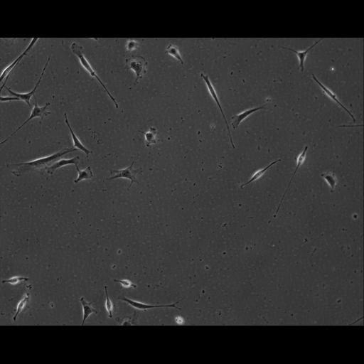  NCBI Organism:Mus musculus; Cell Types:permanent cell line cell Cell Components:cell, nucleus, extracellular matrix part; Biological process:localization, cellular localization, cell adhesion;