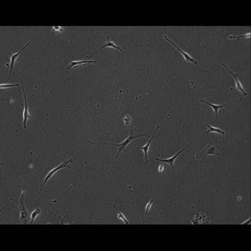  NCBI Organism:Mus musculus; Cell Types:permanent cell line cell Cell Components:cell, nucleus, extracellular matrix part; Biological process:localization, cellular localization, cell adhesion;