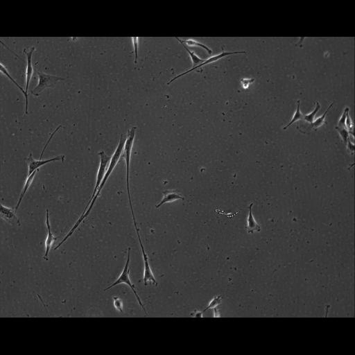  NCBI Organism:Mus musculus; Cell Types:permanent cell line cell Cell Components:cell, nucleus, extracellular matrix part; Biological process:localization, cellular localization, cell adhesion;