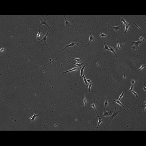  NCBI Organism:Mus musculus; Cell Types:permanent cell line cell Cell Components:cell, nucleus, extracellular matrix part; Biological process:localization, cellular localization, cell adhesion;