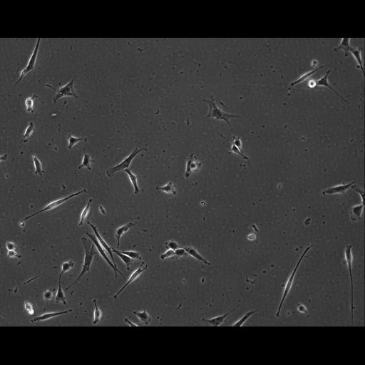  NCBI Organism:Mus musculus; Cell Types:permanent cell line cell Cell Components:cell, nucleus, extracellular matrix part; Biological process:localization, cellular localization, cell adhesion;