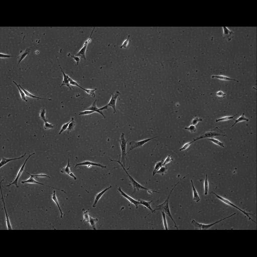  NCBI Organism:Mus musculus; Cell Types:permanent cell line cell Cell Components:cell, nucleus, extracellular matrix part; Biological process:localization, cellular localization, cell adhesion;