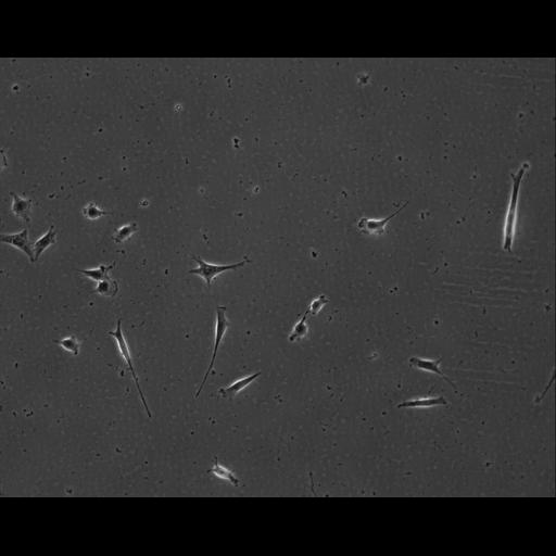  NCBI Organism:Mus musculus; Cell Types:permanent cell line cell Cell Components:cell, nucleus, extracellular matrix part; Biological process:localization, cellular localization, cell adhesion;