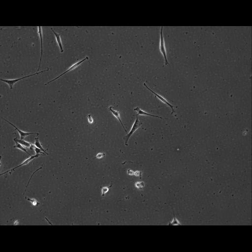  NCBI Organism:Mus musculus; Cell Types:permanent cell line cell Cell Components:cell, nucleus, extracellular matrix part; Biological process:localization, cellular localization, cell adhesion;