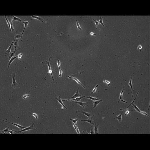  NCBI Organism:Mus musculus; Cell Types:permanent cell line cell Cell Components:cell, nucleus, extracellular matrix part; Biological process:localization, cellular localization, cell adhesion;