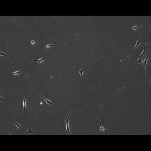  NCBI Organism:Mus musculus; Cell Types:permanent cell line cell Cell Components:cell, nucleus, extracellular matrix part; Biological process:localization, cellular localization, cell adhesion;