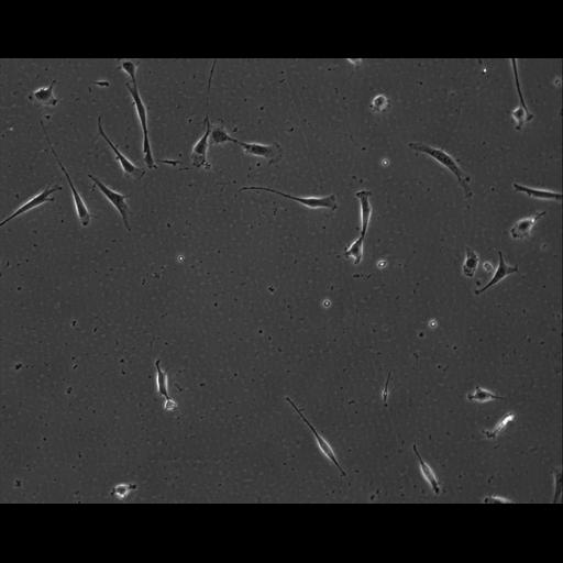  NCBI Organism:Mus musculus; Cell Types:permanent cell line cell Cell Components:cell, nucleus, extracellular matrix part; Biological process:localization, cellular localization, cell adhesion;