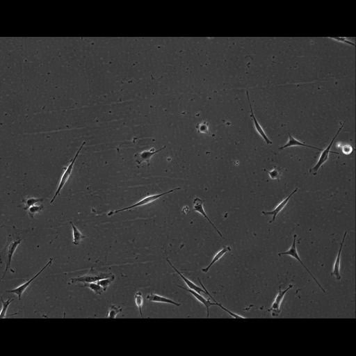  NCBI Organism:Mus musculus; Cell Types:permanent cell line cell Cell Components:cell, nucleus, extracellular matrix part; Biological process:localization, cellular localization, cell adhesion;