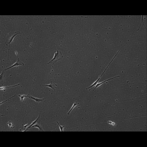  NCBI Organism:Mus musculus; Cell Types:permanent cell line cell Cell Components:cell, nucleus, extracellular matrix part; Biological process:localization, cellular localization, cell adhesion;