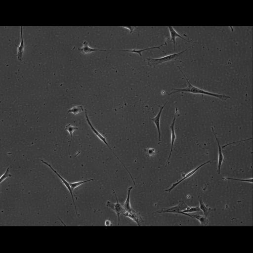  NCBI Organism:Mus musculus; Cell Types:permanent cell line cell Cell Components:cell, nucleus, extracellular matrix part; Biological process:localization, cellular localization, cell adhesion;