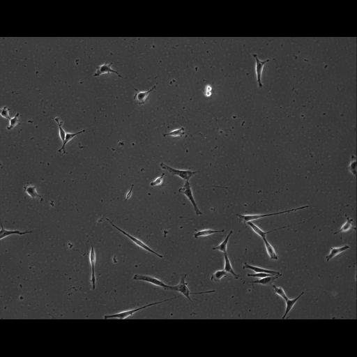  NCBI Organism:Mus musculus; Cell Types:permanent cell line cell Cell Components:cell, nucleus, extracellular matrix part; Biological process:localization, cellular localization, cell adhesion;