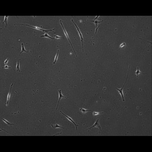  NCBI Organism:Mus musculus; Cell Types:permanent cell line cell Cell Components:cell, nucleus, extracellular matrix part; Biological process:localization, cellular localization, cell adhesion;