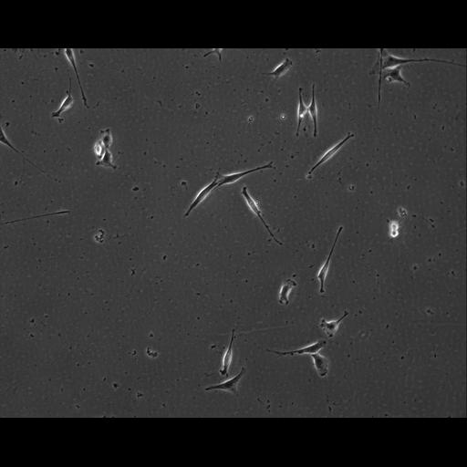  NCBI Organism:Mus musculus; Cell Types:permanent cell line cell Cell Components:cell, nucleus, extracellular matrix part; Biological process:localization, cellular localization, cell adhesion;