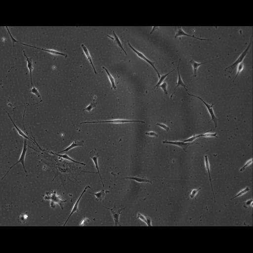  NCBI Organism:Mus musculus; Cell Types:permanent cell line cell Cell Components:cell, nucleus, extracellular matrix part; Biological process:localization, cellular localization, cell adhesion;