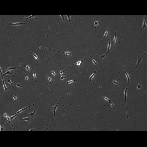  NCBI Organism:Mus musculus; Cell Types:permanent cell line cell Cell Components:cell, nucleus, extracellular matrix part; Biological process:localization, cellular localization, cell adhesion;