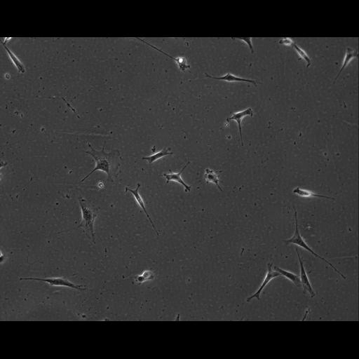  NCBI Organism:Mus musculus; Cell Types:permanent cell line cell Cell Components:cell, nucleus, extracellular matrix part; Biological process:localization, cellular localization, cell adhesion;