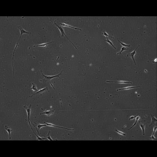  NCBI Organism:Mus musculus; Cell Types:permanent cell line cell Cell Components:cell, nucleus, extracellular matrix part; Biological process:localization, cellular localization, cell adhesion;