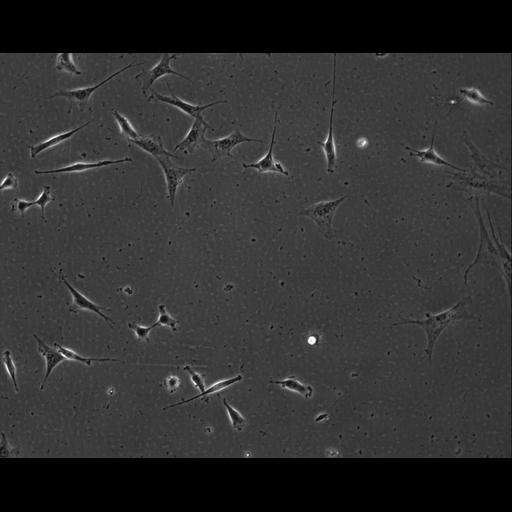  NCBI Organism:Mus musculus; Cell Types:permanent cell line cell Cell Components:cell, nucleus, extracellular matrix part; Biological process:localization, cellular localization, cell adhesion;