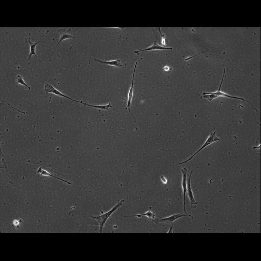  NCBI Organism:Mus musculus; Cell Types:permanent cell line cell Cell Components:cell, nucleus, extracellular matrix part; Biological process:localization, cellular localization, cell adhesion;