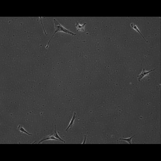  NCBI Organism:Mus musculus; Cell Types:permanent cell line cell Cell Components:cell, nucleus, extracellular matrix part; Biological process:localization, cellular localization, cell adhesion;