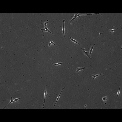  NCBI Organism:Mus musculus; Cell Types:permanent cell line cell Cell Components:cell, nucleus, extracellular matrix part; Biological process:localization, cellular localization, cell adhesion;